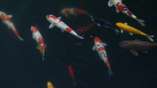 锦鲤好运金鱼