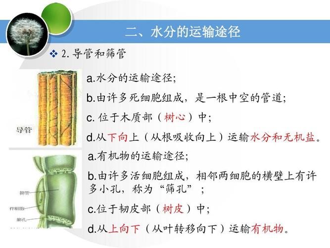 导管和筛管 a.水分的运输途径; b.由许多死细胞组成,是一根中空的管