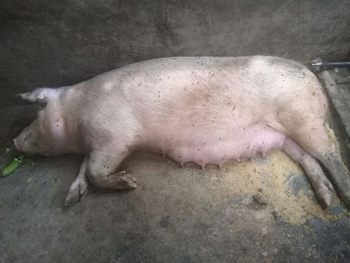 空怀母猪精神不振卧地不吃食体温有时37度
