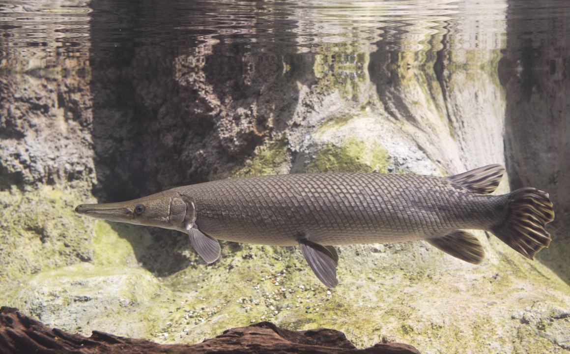 护城河中的鳄雀鳝,日本人无计可施,长达3米,号称淡水鱼的梦魇