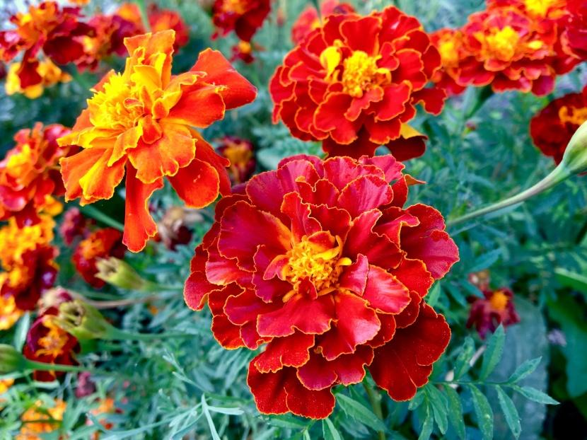 花色丰富的孔雀草图片第1张