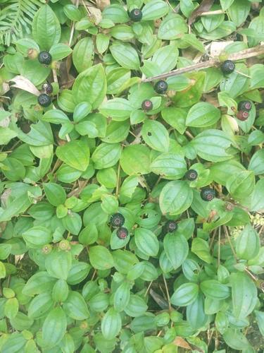 地菍 功效:清热解毒,活血止血.