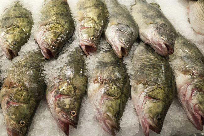 松花江鳜不仅处于"四大名鱼"之位,还是"三花五罗"中的"三花"之首