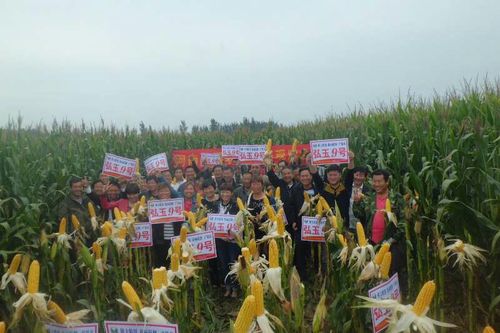 2019河北沃育玉米品种篇之 弘玉9号