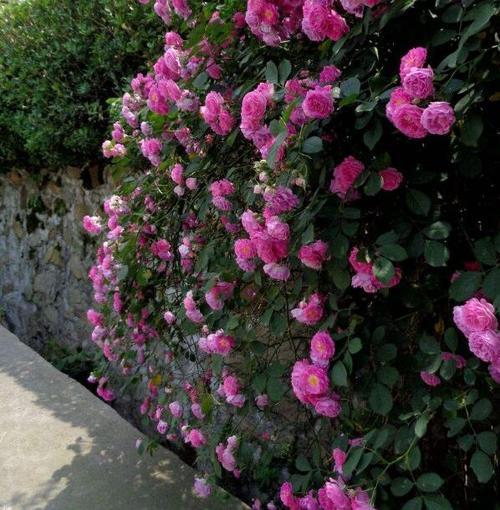 野蔷薇的颜色有哪些,野蔷薇有刺吗(花色很多/长有尖刺