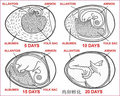 孵化育雏-牡丹鹦鹉爱好者之家