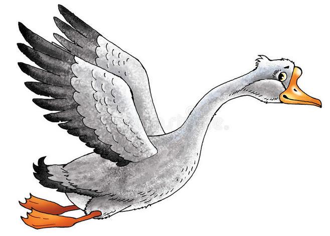 鹅图画鸟额嘴飞行 : 鹅图画鸟额嘴飞行 - 下载超过64百万高品质照片