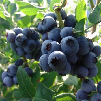 盆栽蓝莓树果苗南北方盆栽果树带果花蓝莓苗地栽蓝莓树苗当年结果10年