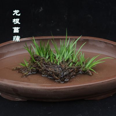 纯野生龙根菖蒲盆景吸甲醛绿植室内办公桌昌蒲草养龟水培植物盆栽