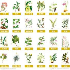 中药 百草 本草纲木