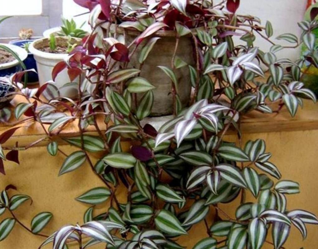 8种漂亮的吊兰各有不同的美丽你养过哪几种