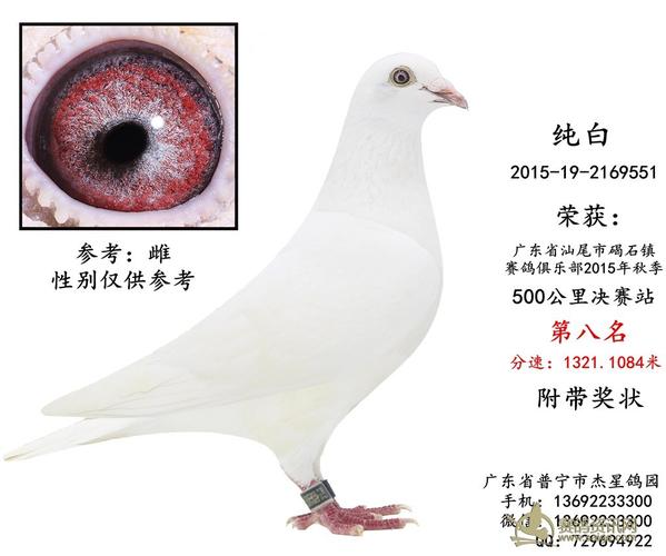 出售一羽2015年500公里纯白8名成绩鸽 附带奖状—雌 谢谢关注!