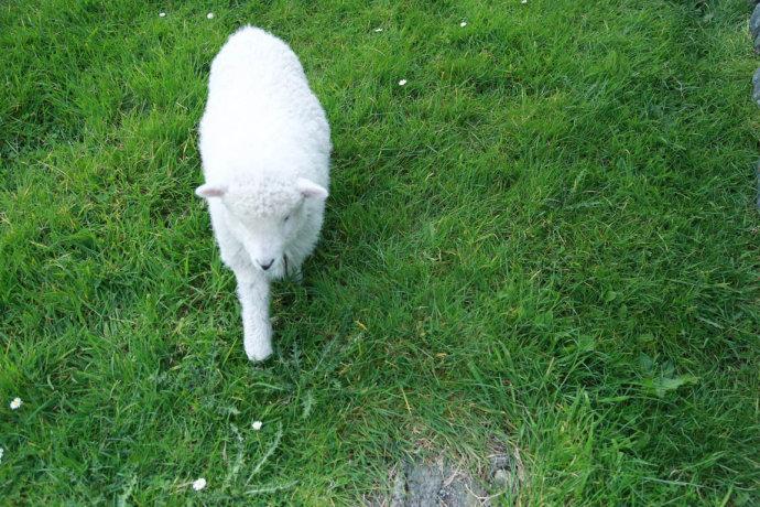 新西兰最可爱的小羊羔