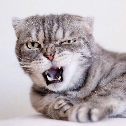 一脸凶狠表情的小猫咪真是天生的表情包贡献者