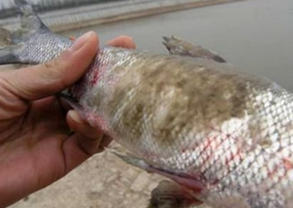 鱼得水霉病有什么症状鱼水霉病是怎么引起的