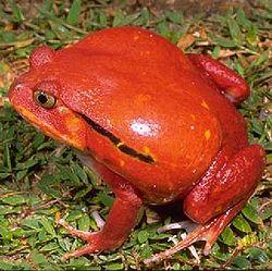 gilii),又名番茄蛙,安东吉利红蛙或安东暴蛙,是狭口蛙科下的一种青蛙