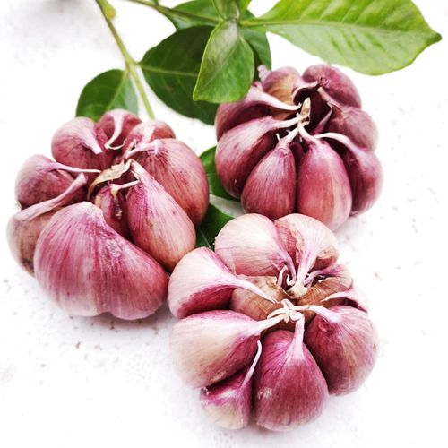 紫皮大蒜红皮蒜头山地农家自种干蒜大理红蒜大蒜