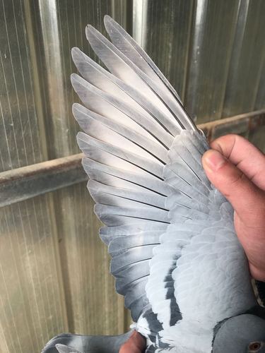 雄鸽翅膀