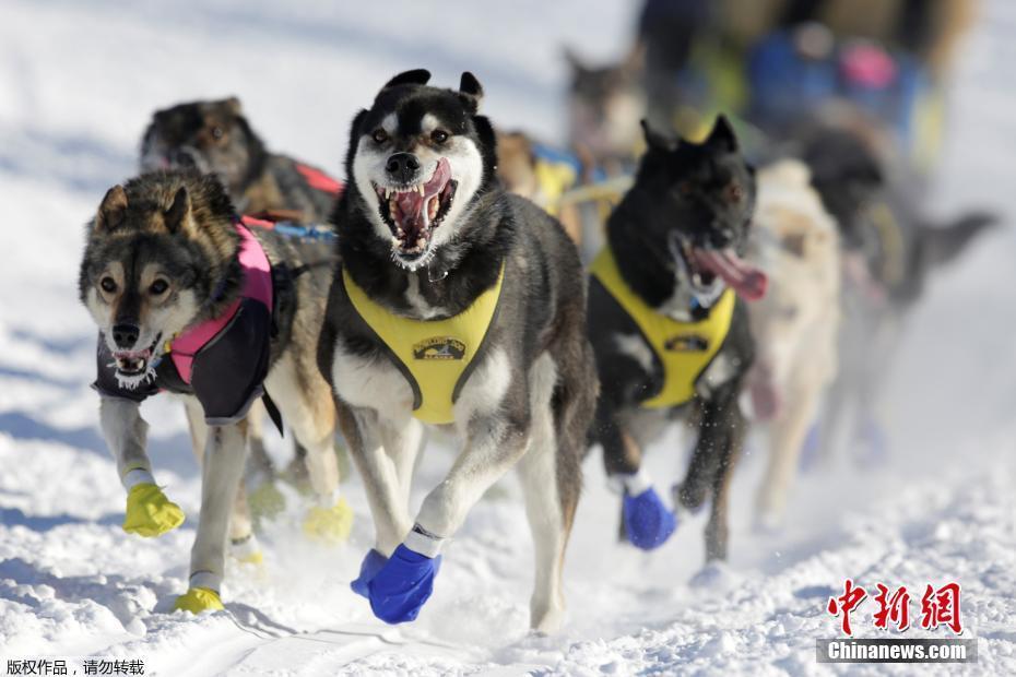 美国举办雪橇犬比赛 汪星人雪地狂奔憨态百出