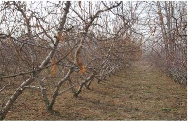 桃树不结果是什么原因