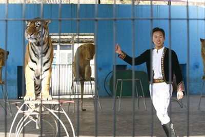 驯兽员欲教老虎写毛笔字让狼与羊和平相处