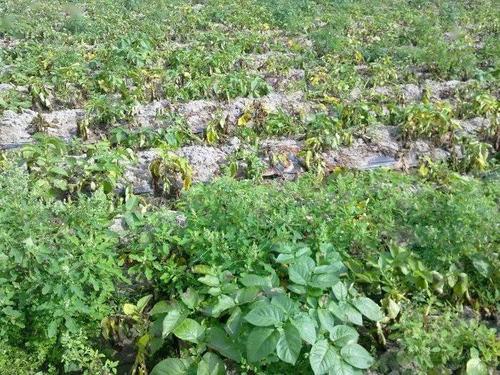 马铃薯晚疫病发生规律及其综合防治策略