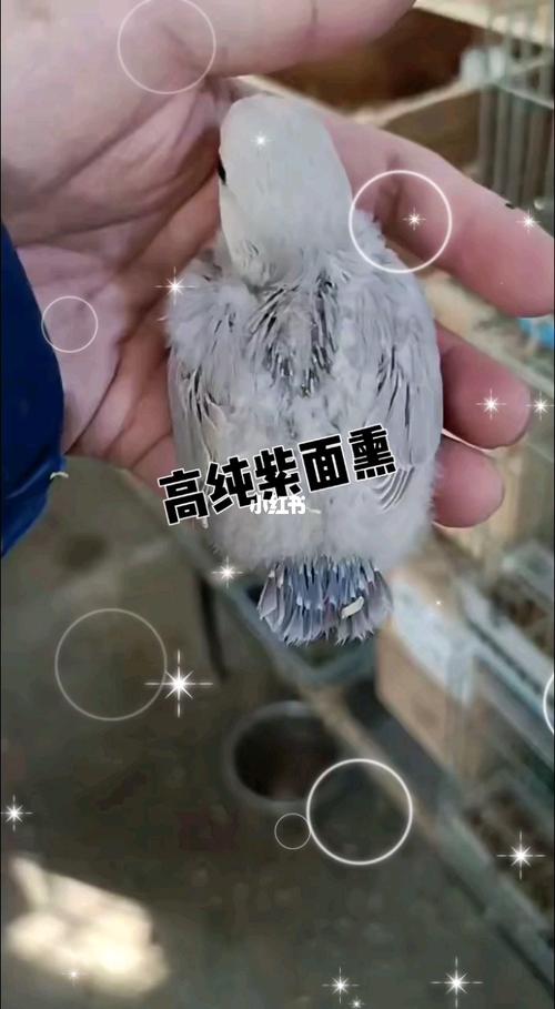 手养牡丹鹦鹉#高纯紫面熏雏鸟_夏天去哪玩_滤镜_牡丹