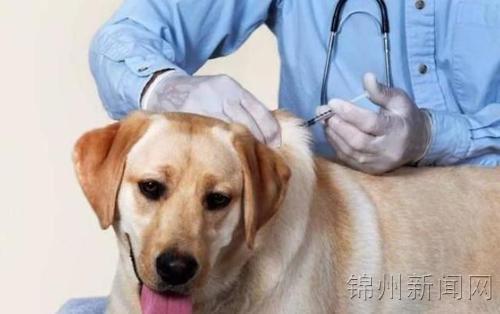 狗狗疫苗可以提前打吗 狗狗接种疫苗可以提前吗