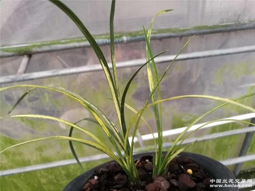 漂亮蕙兰虎斑 - 中国兰花交易网