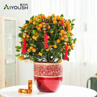 年宵花金桔树盆栽带果室内客厅年桔盆景过年招财植物金橘树