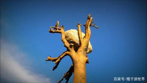 全球"最奇特"的三只手,一只长在沙漠,一只抓着树