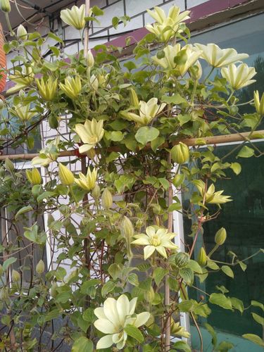 其它 2018 春  名叫转子莲,虽然是无良淘宝商家以次充好卖给我的,但是