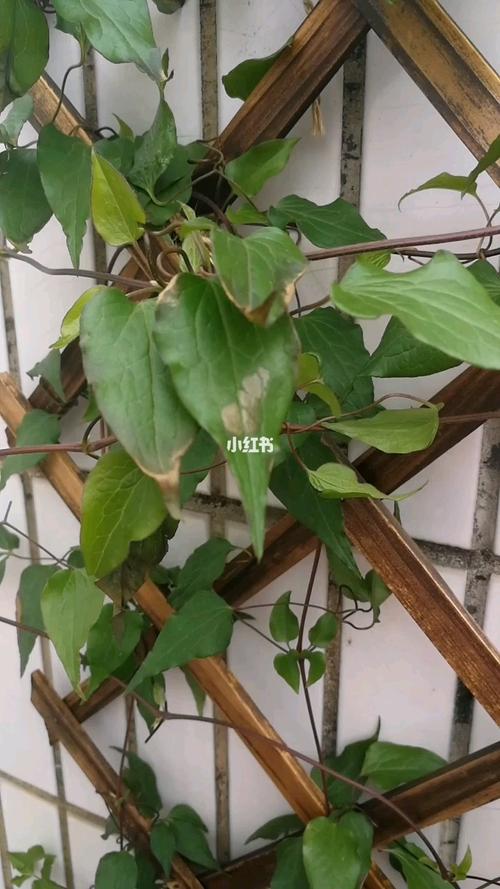 早上发现铁线莲叶子出现立枯病了_花花草草_铁线莲_家居家装_家居装饰