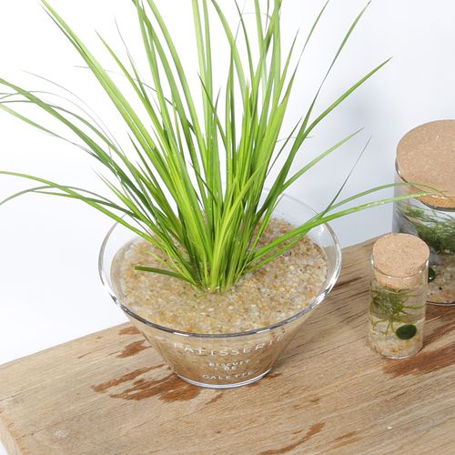 小林原创的优惠券大全—北欧ins水培植物胧月菖蒲玻璃盆茶室办公室四