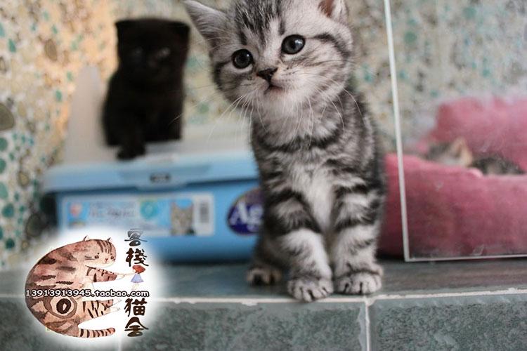 宠物 银虎斑美短 赛级美国短毛猫 虎斑虎纹虎皮猫咪