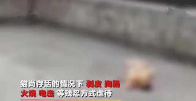 剥皮掏肠火烧电击山东某高校学生残忍虐猫并拍视频贩卖