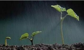 雨水既来,草木萌动鸿雁归