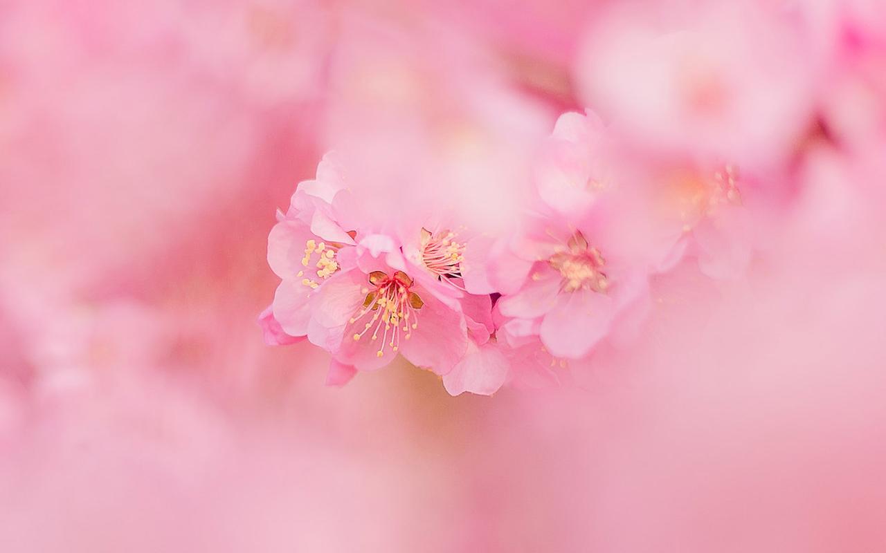 分享一组1920x1200的唯美粉嫩桃花高清摄影图片电脑壁纸~清新粉色花卉