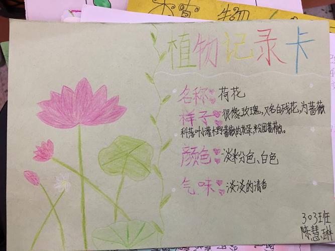 花的世界,美的海洋【小蜜蜂们的记录卡展示】