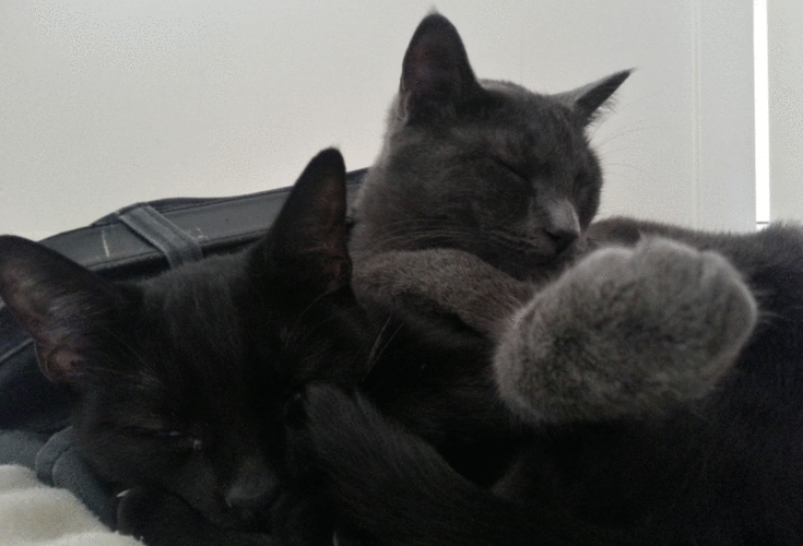 引用小猫男孩猫艺术女孩星期六gif动图_动态图_表情包