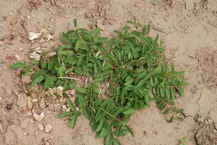 12,远志 (远志 polygala tenuifolia)