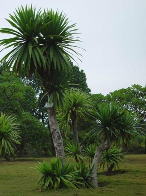 香龙血树寓意好,还能清新空气,很适合家里养殖