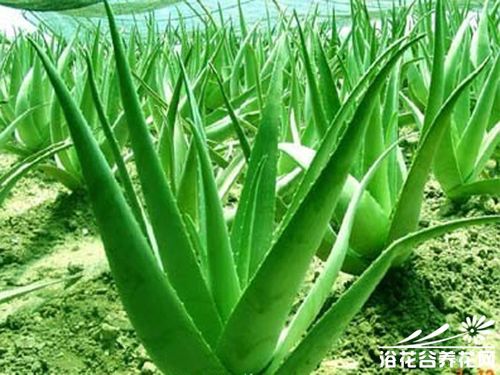 芦荟吸收甲醛