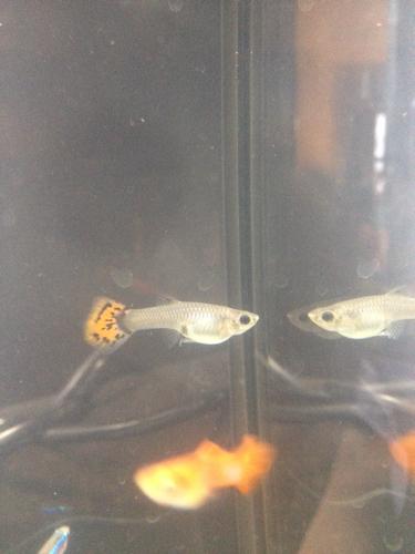 大家看看我这条孔雀鱼是不是怀孕了
