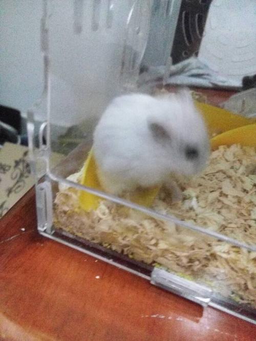 我的仓鼠为什么突然驼背了