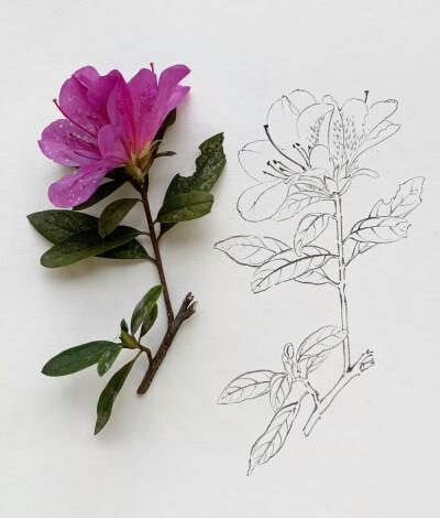 小小写生花卉(线稿)