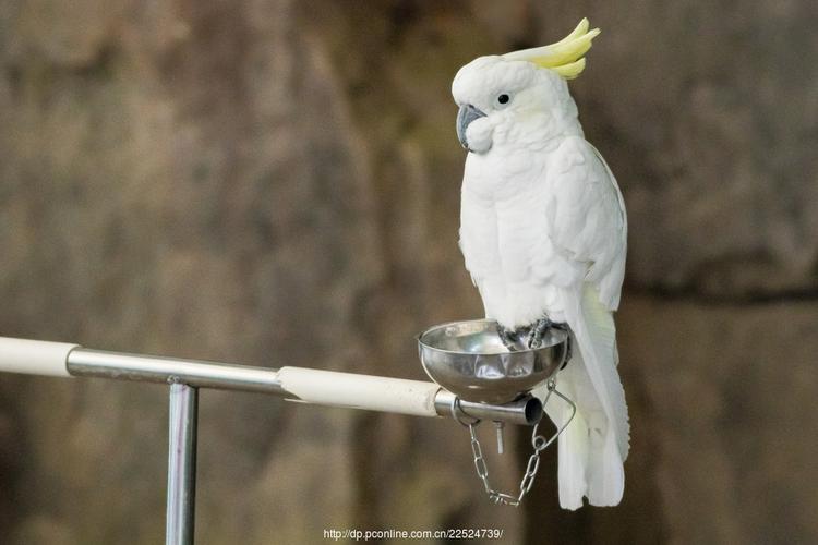 白鹦鹉