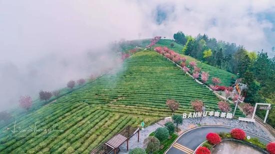 建行通过认领半亩茶园等扶贫项目助力紫阳脱贫