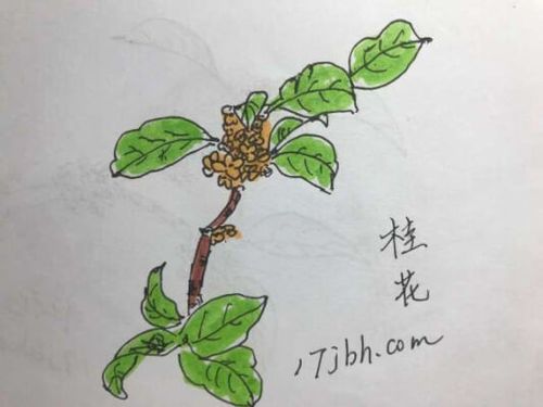 儿童桂花简笔画步骤桂花怎么画好看