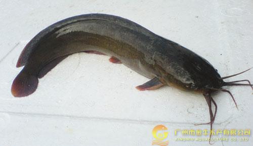 展开全部 埃及胡子鲶又名埃及塘虱鱼,革胡子鲶,原产非洲尼罗河水系.